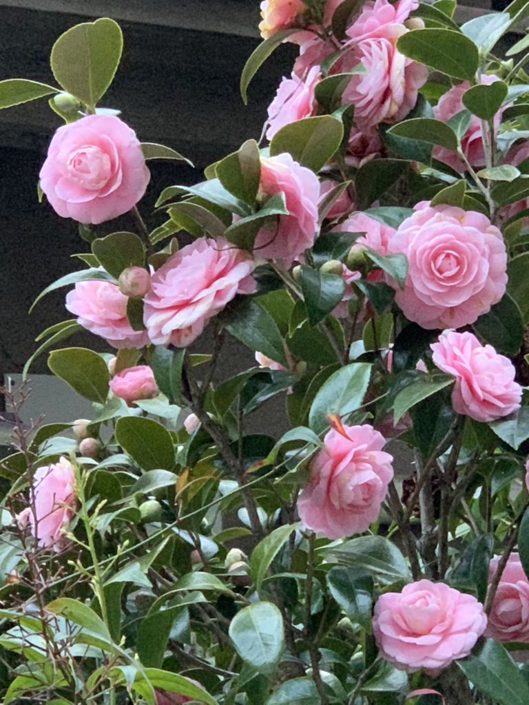 桜色の山茶花