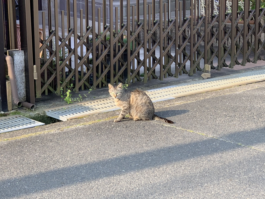 近所のねこ