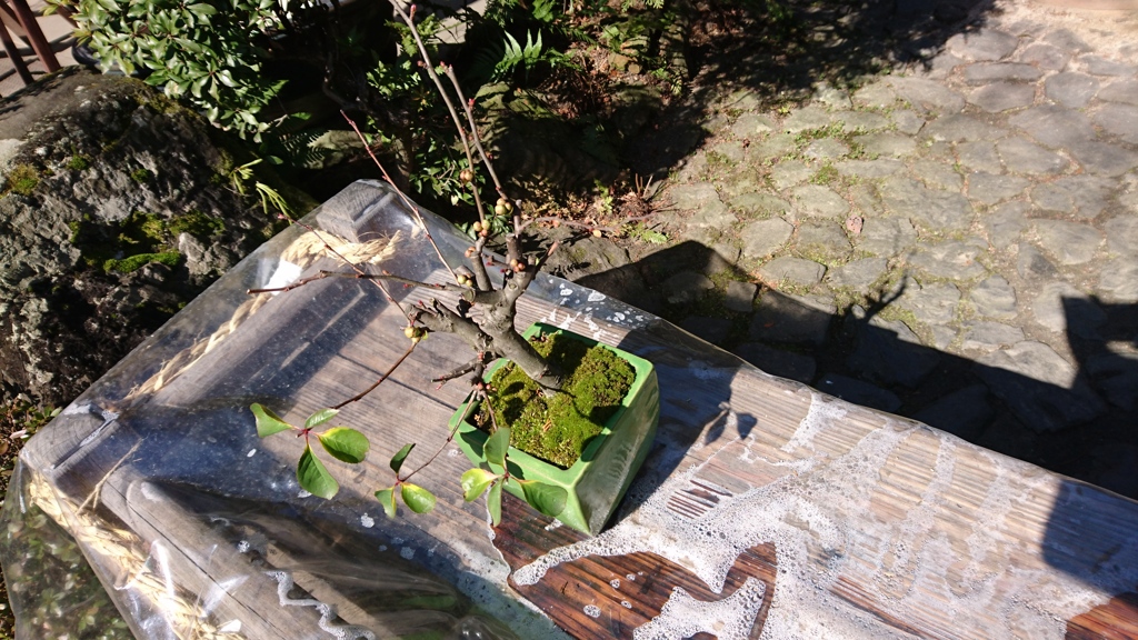 思い出の盆栽日和