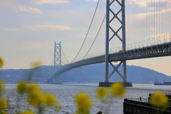 明石海峡大橋と菜の花2