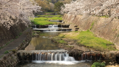 芦屋川と桜