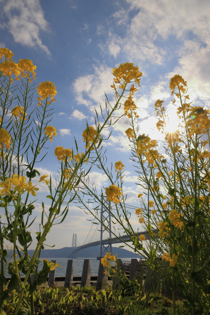 明石海峡大橋と菜の花