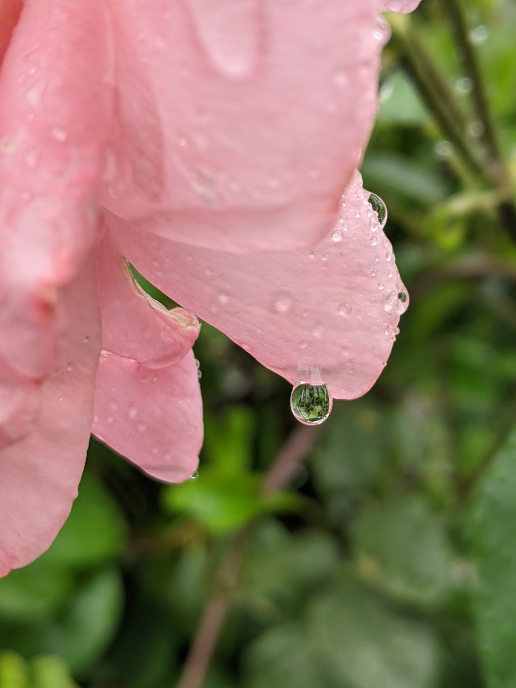 雨