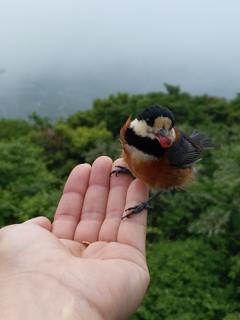 こせぷーに捧ぐwww