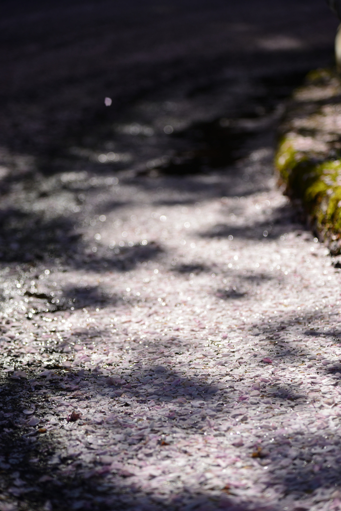 桜の足跡