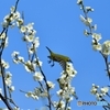 花から花へ