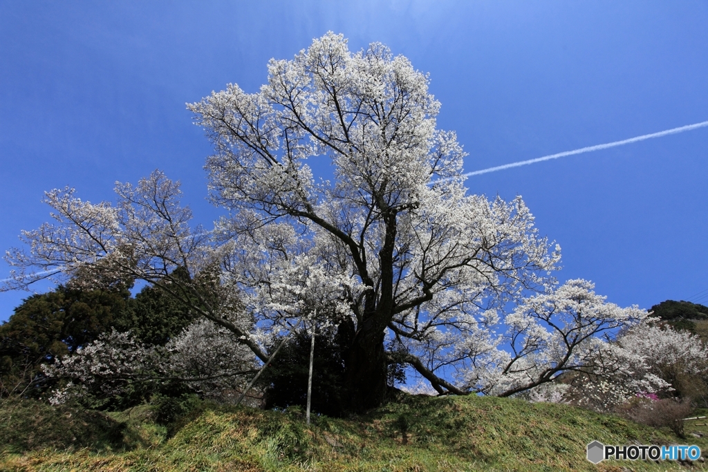 千年桜