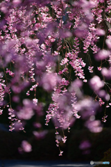 桜簾