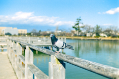 お！鳩さんだ。