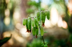 砂漠の植物です。