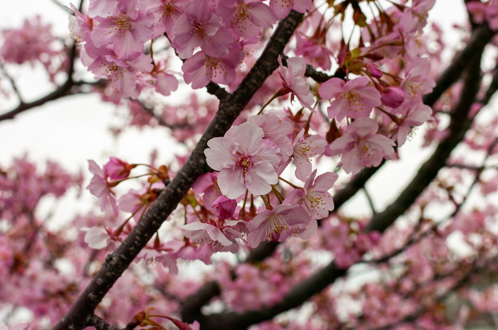 河津桜　その３