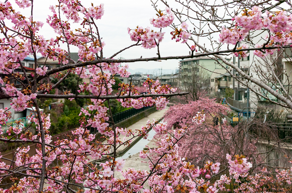 河津桜　淀水路