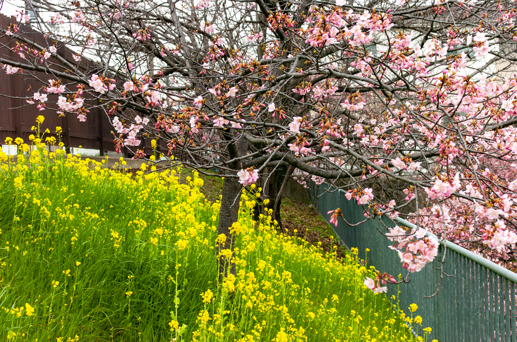 菜の花と一緒に