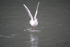 着水！！　#1