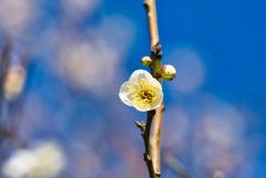 梅 #1