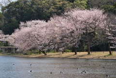 横浜三渓園 #2