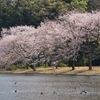 横浜三渓園 #2