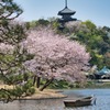 横浜三渓園 #1