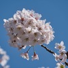 横浜三渓園 #5