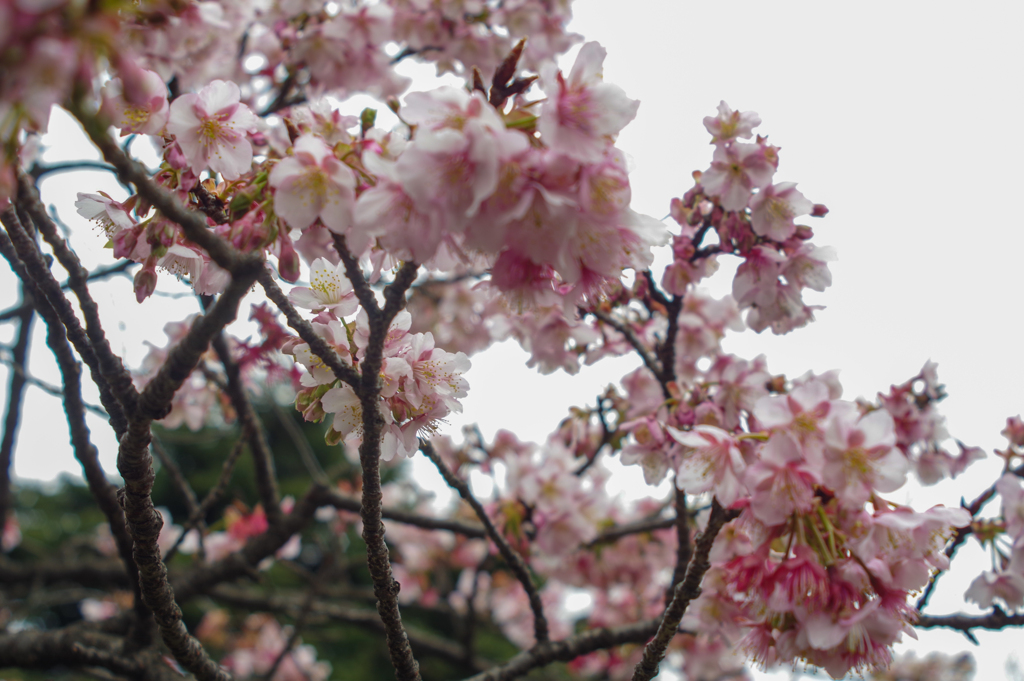 冬に咲く桜