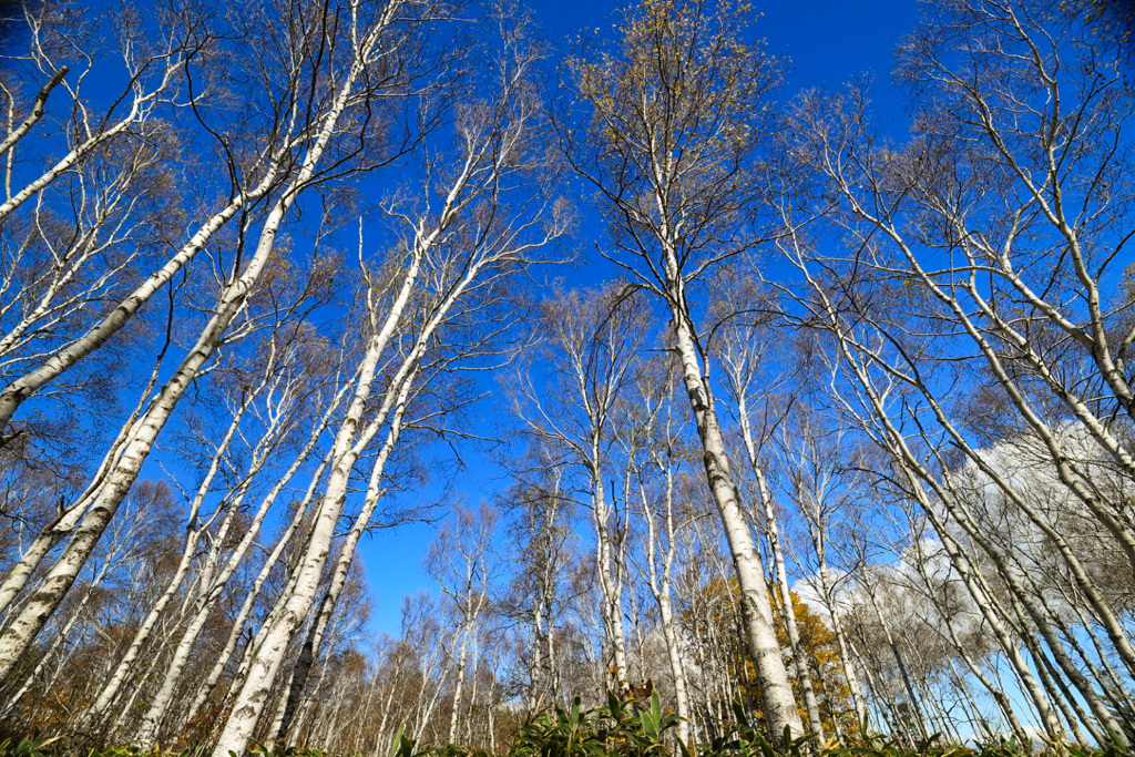 白樺の群生