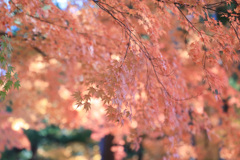 紅葉、桜の如し