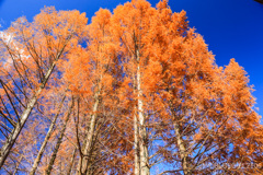 紅葉もそろそろ終わりかな