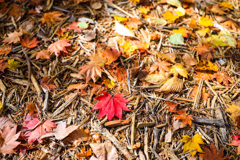 紅一点