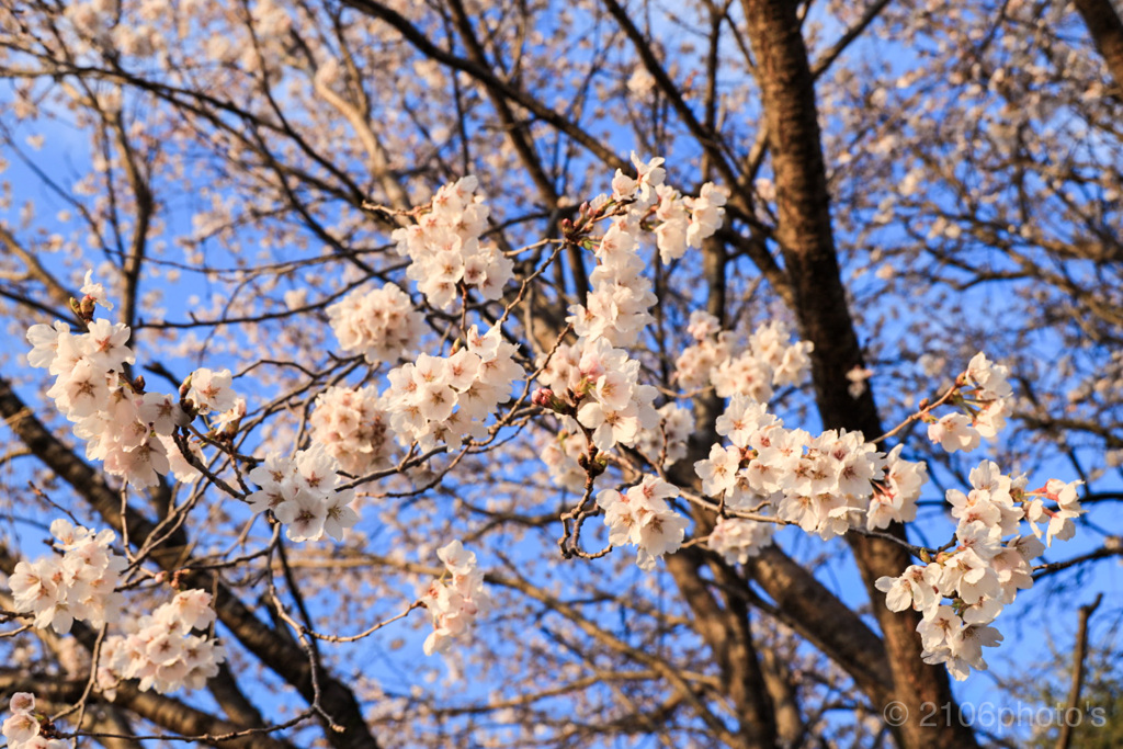 桜もう1枚