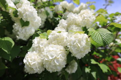 初夏の花々②