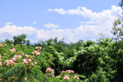 夏景色