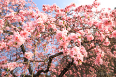 ボテボテ咲く感じが好き