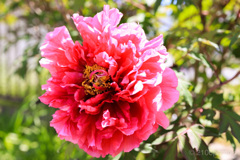 初夏の花々①