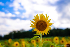 まだまだ夏は終わらない