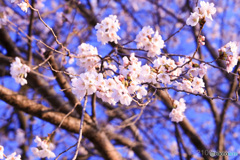 明日は満開