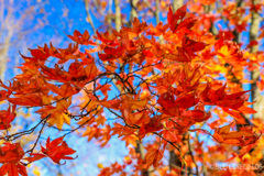 紅葉の葉っぱも美しく