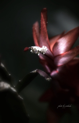 デンマークカクタス