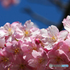 河津桜祭り 2006-➁