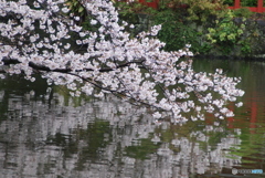 三嶋大社へ雨中の参拝　⑪