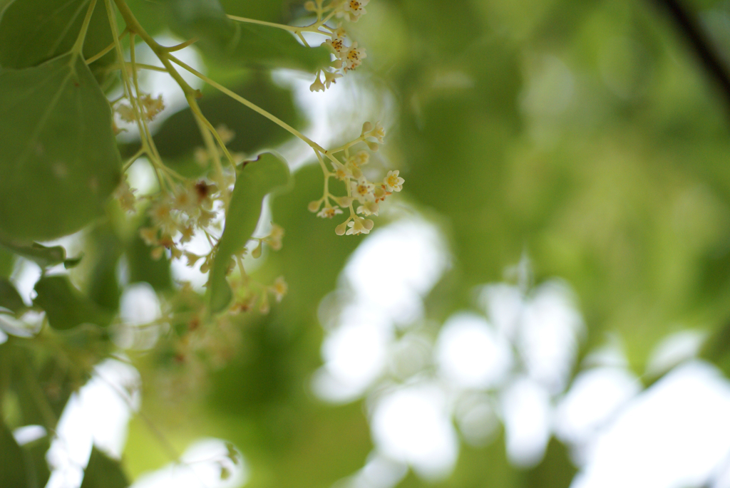 樟の花