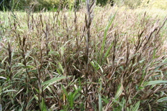 竹の里・富士竹類植物公園-⑦