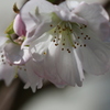稀少なマクロレンズで十月桜を撮る-➄