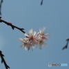 桜の里・十月桜 2007-➃