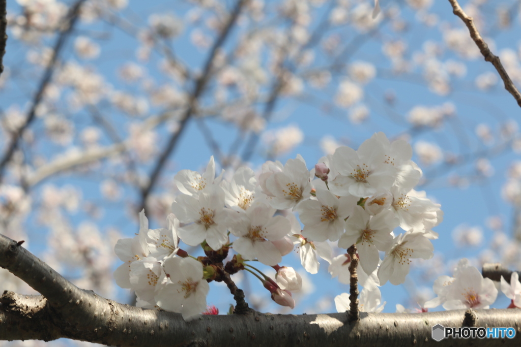 （惜別）Tessar 80mm f2.8 Carl Zeiss Jena-➃
