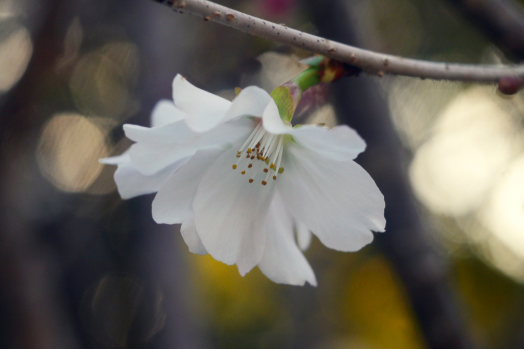狂気の沙汰？（冬桜をSummitarで接写する）-➁