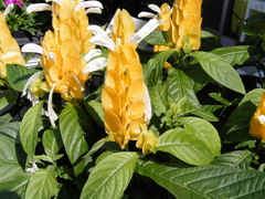 Vario-Sonnarで撮るお花 ⑥