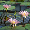 Water Lily ④
