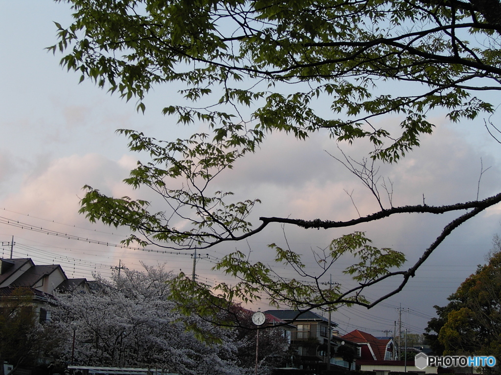 CONTAX TVS デジタルで、花の公園を撮る ⑨