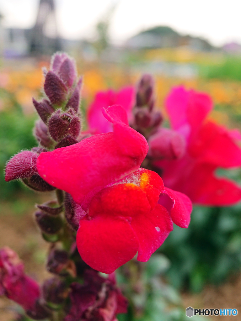 町内の花の公園にて②