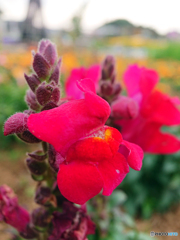 町内の花の公園にて②